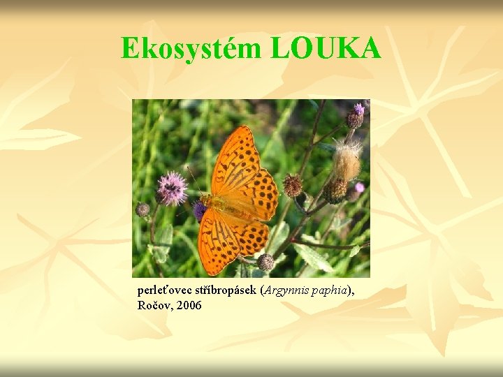 Ekosystém LOUKA perleťovec stříbropásek (Argynnis paphia), Ročov, 2006 