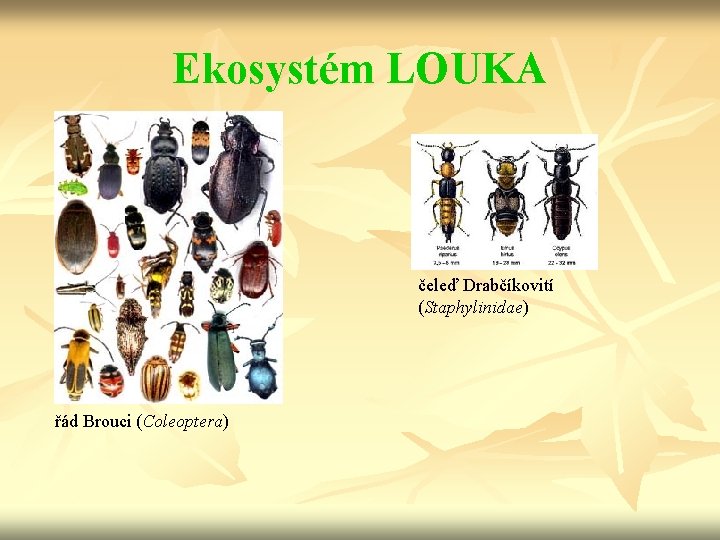 Ekosystém LOUKA čeleď Drabčíkovití (Staphylinidae) řád Brouci (Coleoptera) 