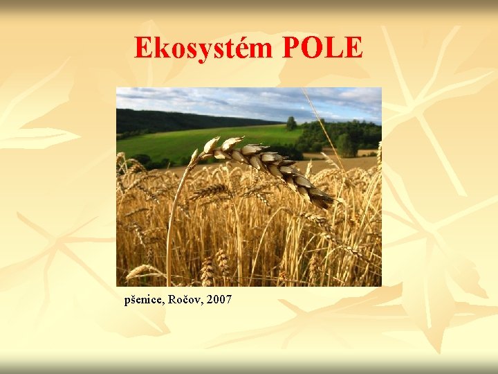 Ekosystém POLE pšenice, Ročov, 2007 
