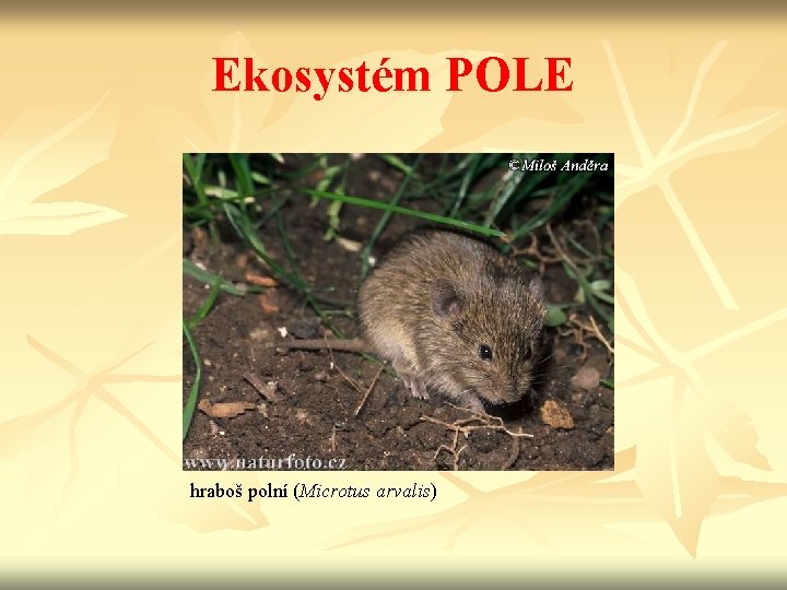 Ekosystém POLE hraboš polní (Microtus arvalis) 