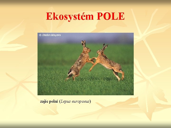 Ekosystém POLE zajíc polní (Lepus europaeus) 