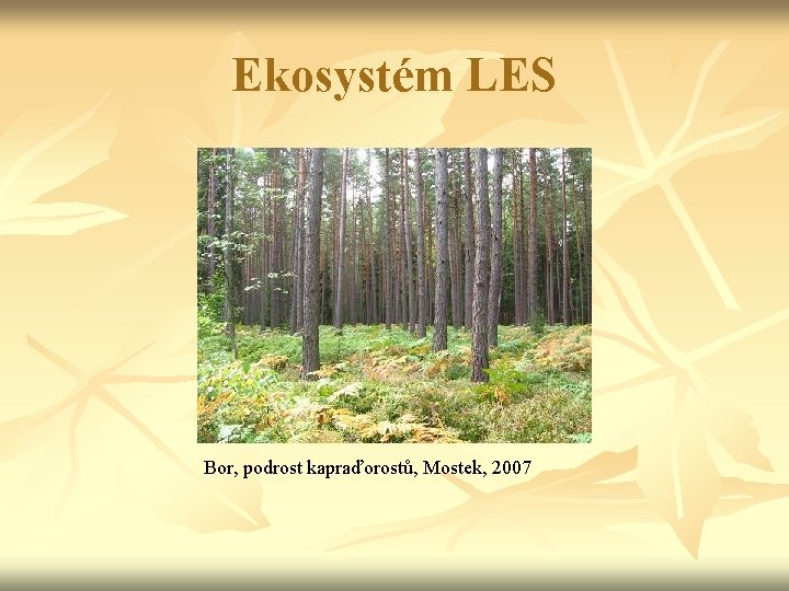 Ekosystém LES Bor, podrost kapraďorostů, Mostek, 2007 
