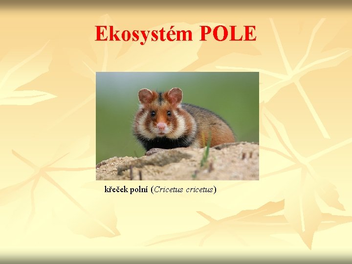 Ekosystém POLE křeček polní (Cricetus cricetus) 