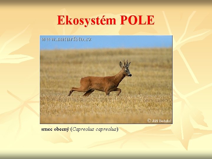 Ekosystém POLE srnec obecný (Capreolus capreolus) 