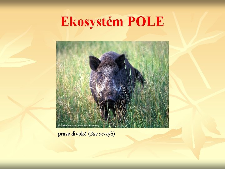 Ekosystém POLE prase divoké (Sus scrofa) 