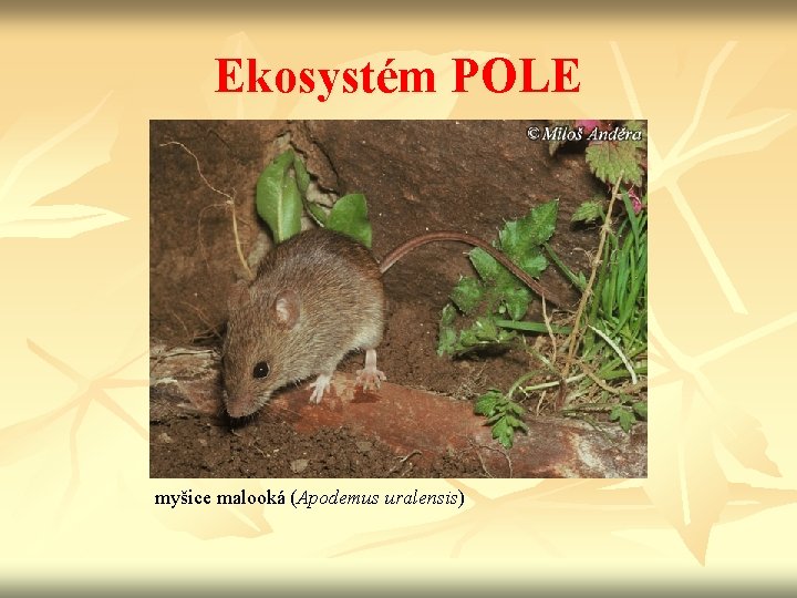 Ekosystém POLE myšice malooká (Apodemus uralensis) 