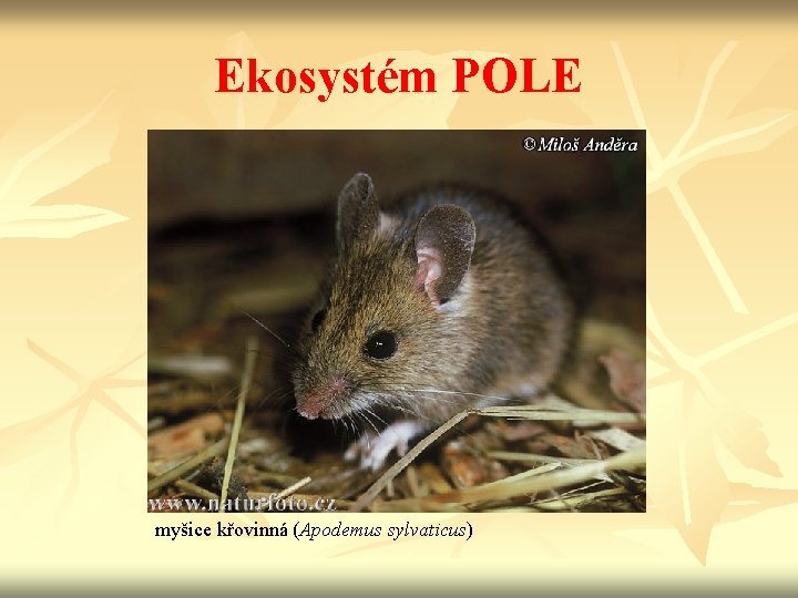 Ekosystém POLE myšice křovinná (Apodemus sylvaticus) 
