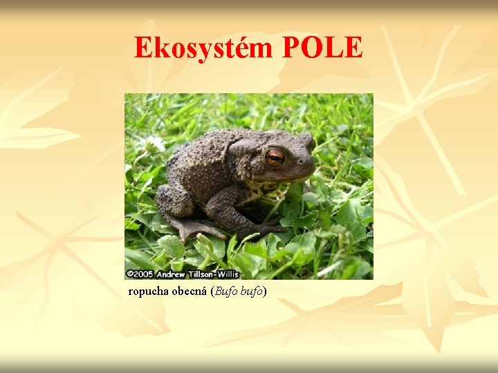 Ekosystém POLE ropucha obecná (Bufo bufo) 