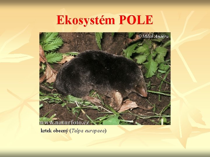 Ekosystém POLE krtek obecný (Talpa europaea) 