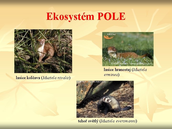 Ekosystém POLE lasice kolčava (Mustela nivalis) lasice hranostaj (Mustela erminea) tchoř světlý (Mustela eversmanni)