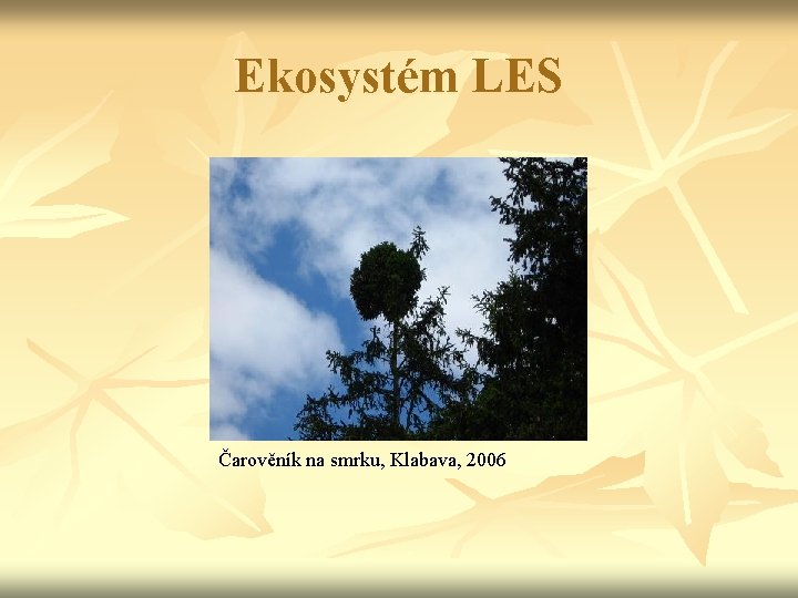 Ekosystém LES Čarověník na smrku, Klabava, 2006 