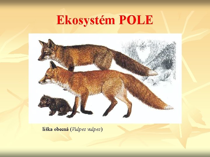 Ekosystém POLE liška obecná (Vulpes vulpes) 