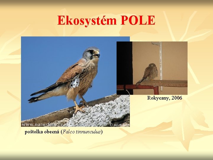 Ekosystém POLE Rokycany, 2006 poštolka obecná (Falco tinnunculus) 