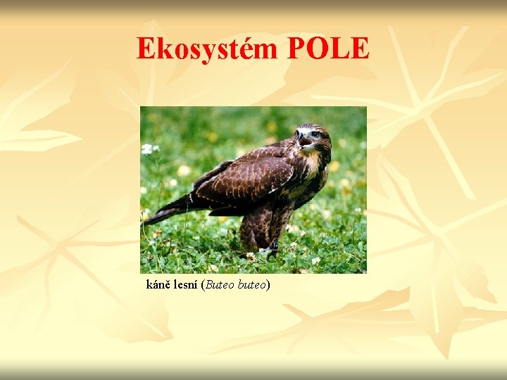 Ekosystém POLE káně lesní (Buteo buteo) 