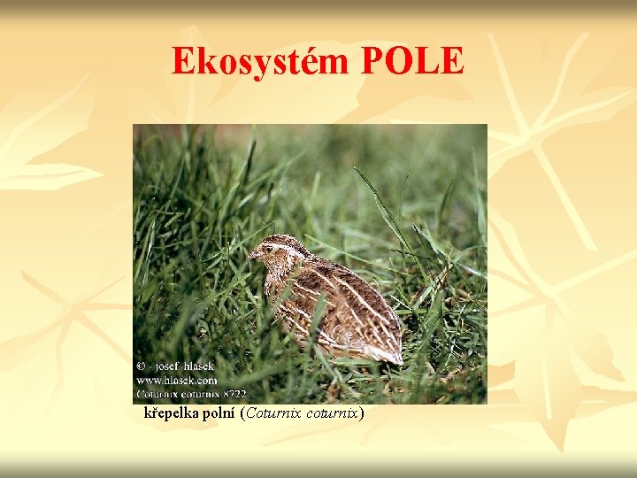 Ekosystém POLE křepelka polní (Coturnix coturnix) 