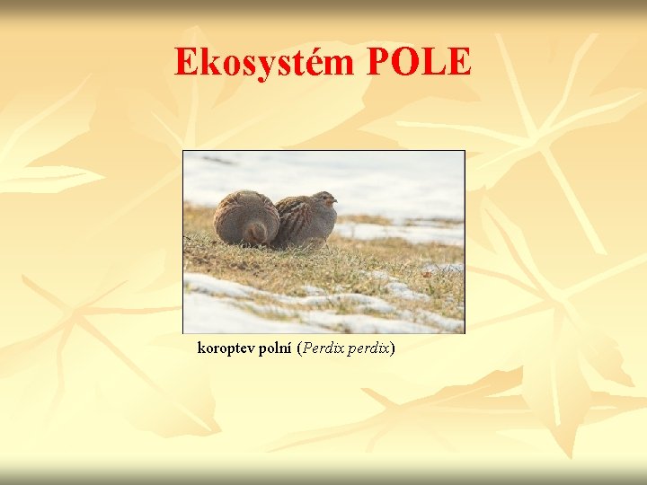 Ekosystém POLE koroptev polní (Perdix perdix) 