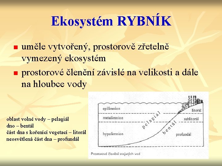 Ekosystém RYBNÍK n n uměle vytvořený, prostorově zřetelně vymezený ekosystém prostorové členění závislé na