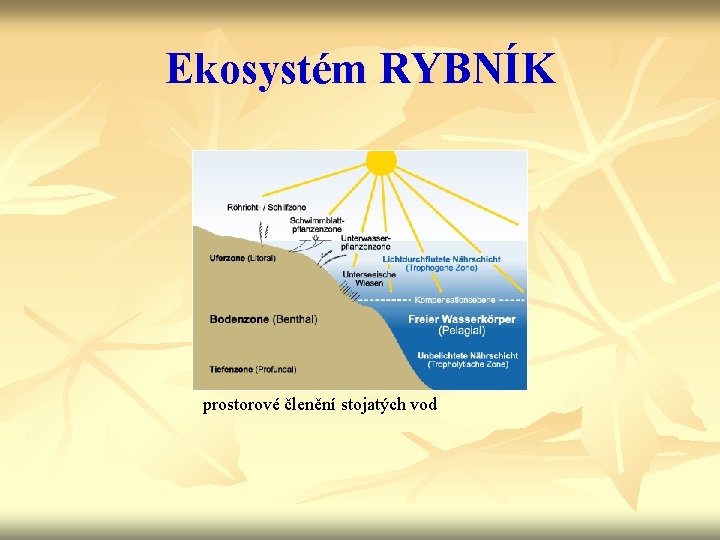 Ekosystém RYBNÍK prostorové členění stojatých vod 