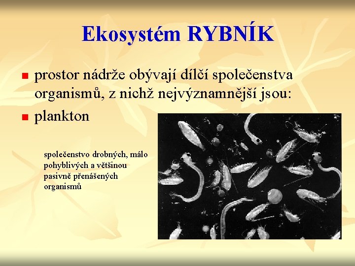 Ekosystém RYBNÍK n n prostor nádrže obývají dílčí společenstva organismů, z nichž nejvýznamnější jsou: