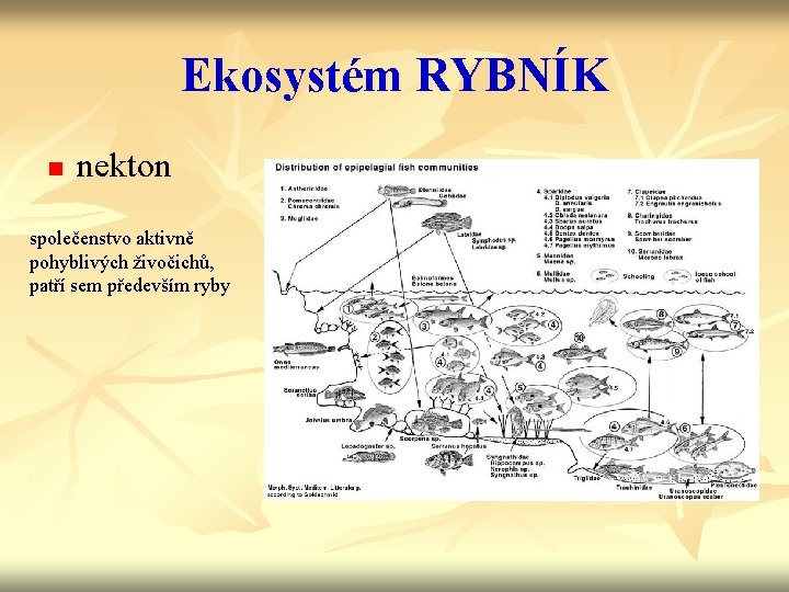 Ekosystém RYBNÍK n nekton společenstvo aktivně pohyblivých živočichů, patří sem především ryby 