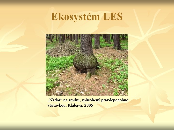 Ekosystém LES „Nádor“ na smrku, způsobený pravděpodobně václavkou, Klabava, 2006 