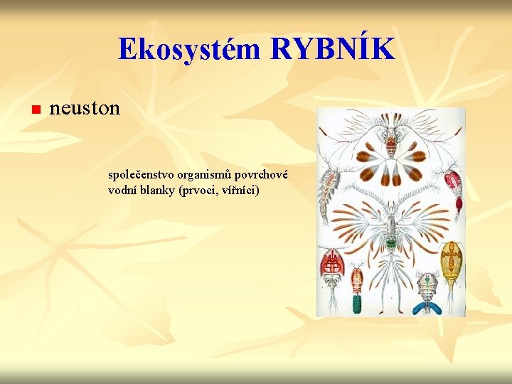 Ekosystém RYBNÍK n neuston společenstvo organismů povrchové vodní blanky (prvoci, vířníci) 