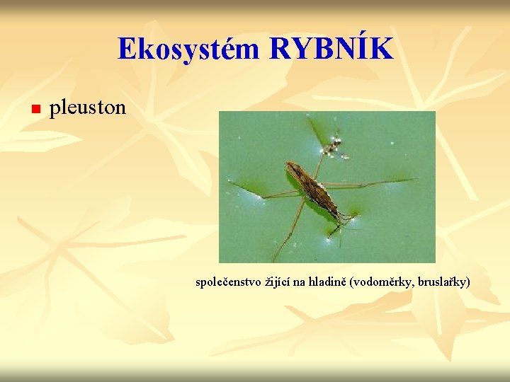 Ekosystém RYBNÍK n pleuston společenstvo žijící na hladině (vodoměrky, bruslařky) 