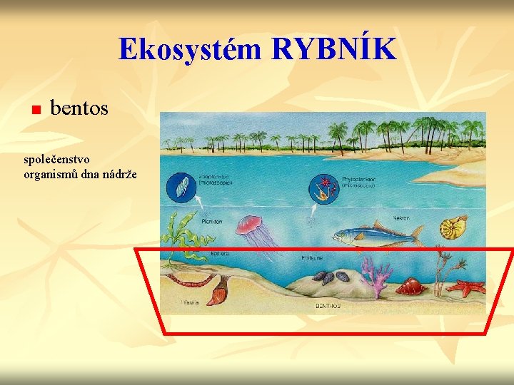 Ekosystém RYBNÍK n bentos společenstvo organismů dna nádrže 