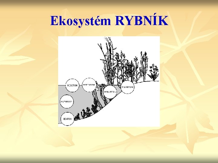 Ekosystém RYBNÍK 