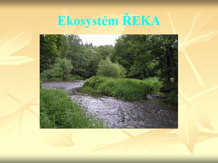 Ekosystém ŘEKA 