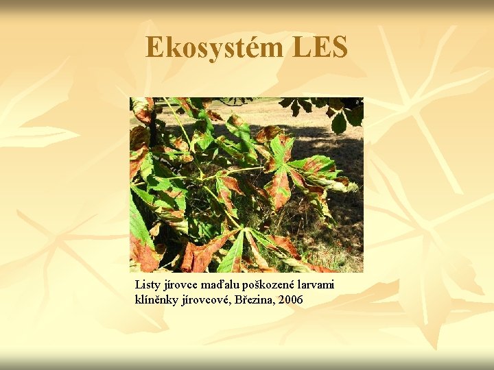 Ekosystém LES Listy jírovce maďalu poškozené larvami klíněnky jírovcové, Březina, 2006 