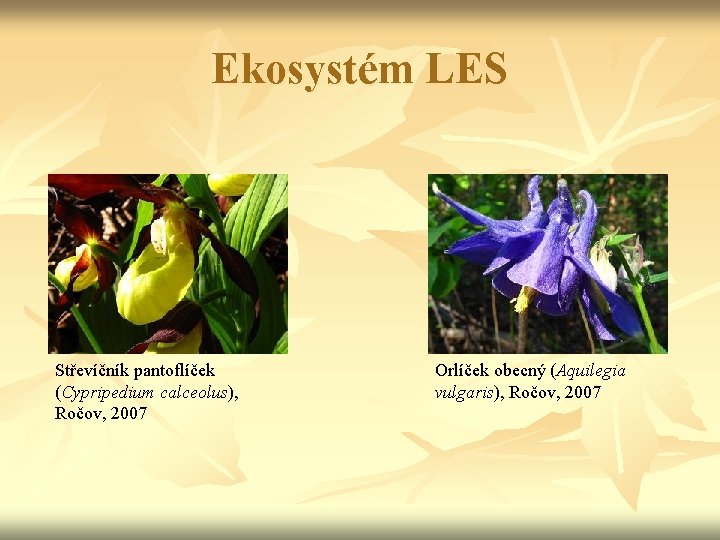 Ekosystém LES Střevíčník pantoflíček (Cypripedium calceolus), Ročov, 2007 Orlíček obecný (Aquilegia vulgaris), Ročov, 2007