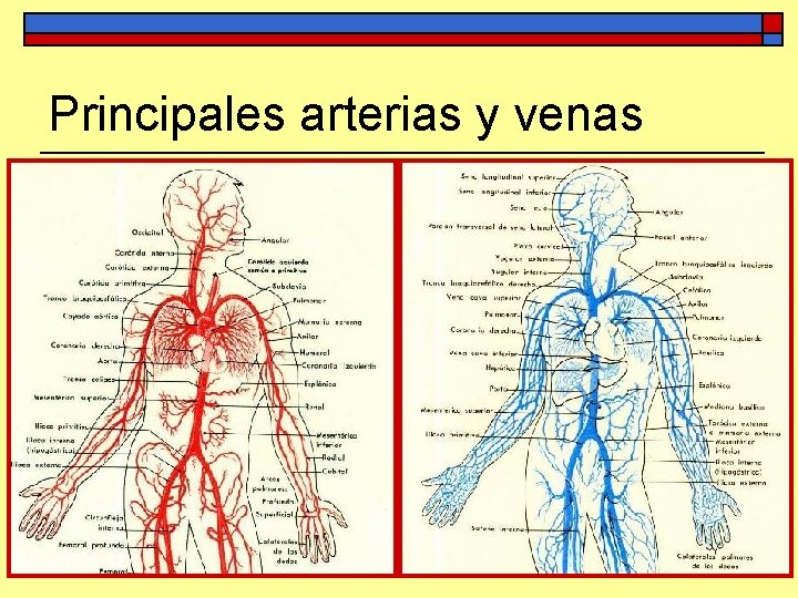 Principales arterias y venas 