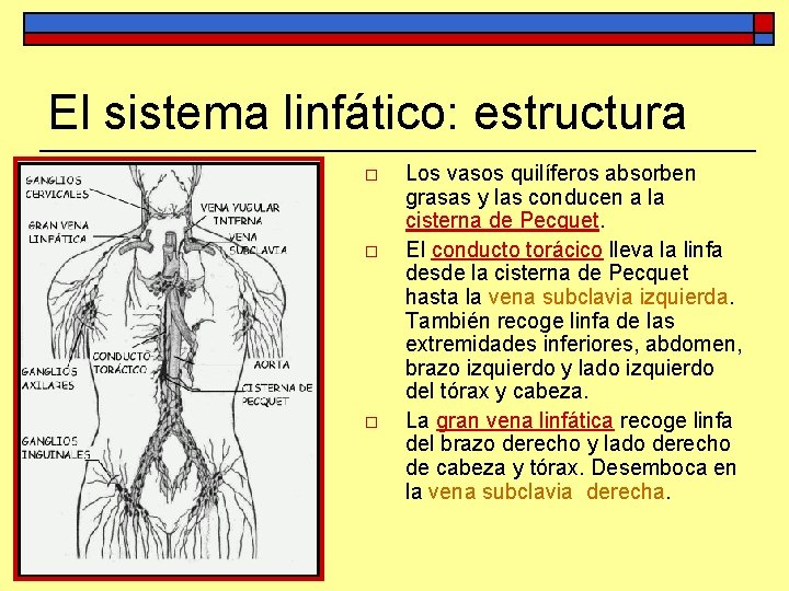 El sistema linfático: estructura o o o Los vasos quilíferos absorben grasas y las