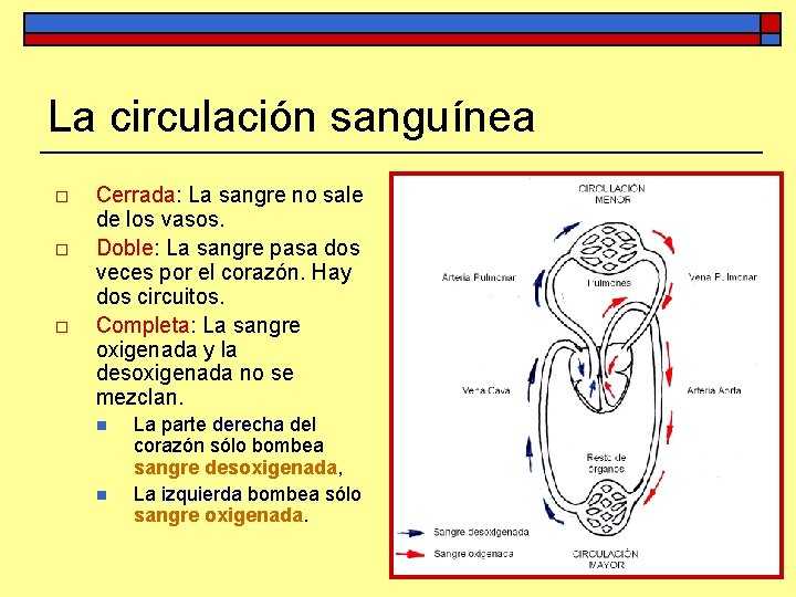 La circulación sanguínea o o o Cerrada: La sangre no sale de los vasos.