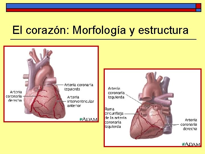 El corazón: Morfología y estructura 