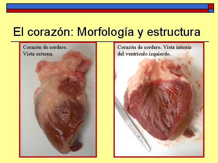 El corazón: Morfología y estructura Corazón de cordero. Vista externa. Corazón de cordero. Vista