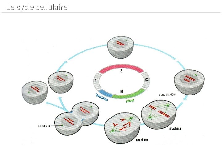  Le cycle cellulaire 