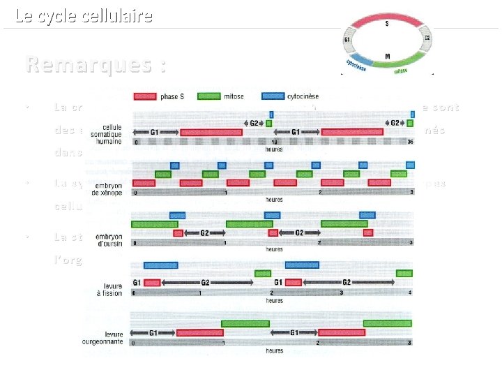  Le cycle cellulaire Remarques : • La croissance cellulaire et le cycle cellulaire