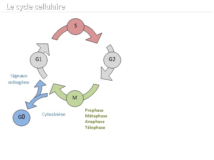  Le cycle cellulaire S G 1 G 2 Signaux mitogène M G 0