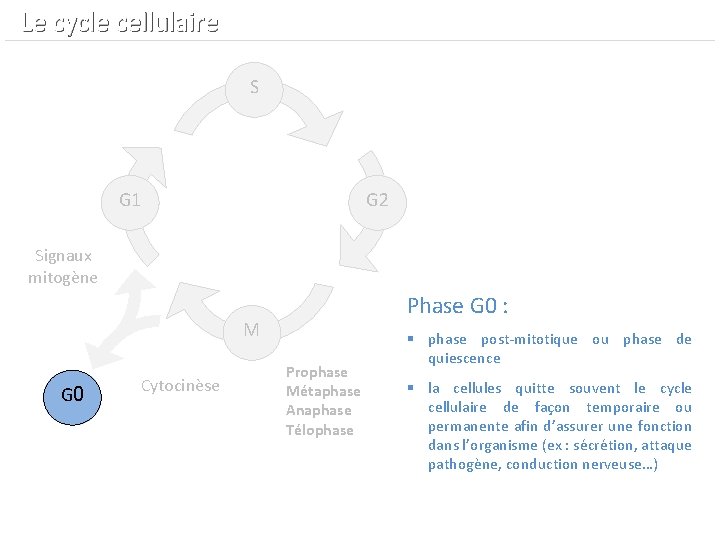  Le cycle cellulaire S G 1 G 2 Signaux mitogène Phase G 0
