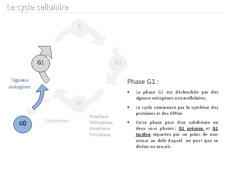  Le cycle cellulaire S G 1 G 2 Signaux mitogène Phase G 1