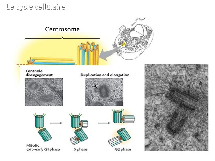  Le cycle cellulaire 