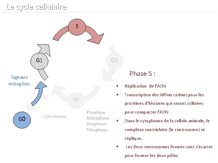  Le cycle cellulaire S G 1 G 2 Phase S : Signaux mitogène