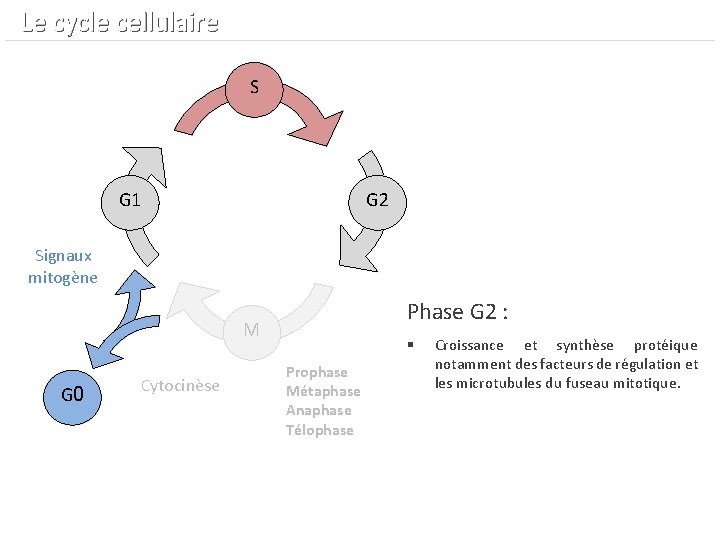  Le cycle cellulaire S G 1 G 2 Signaux mitogène Phase G 2