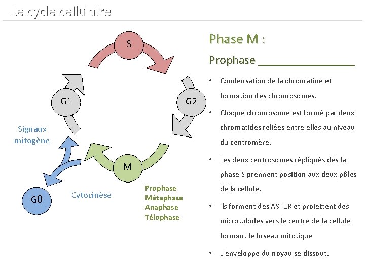  Le cycle cellulaire Phase M : S Prophase ________ Prophase • Condensation de