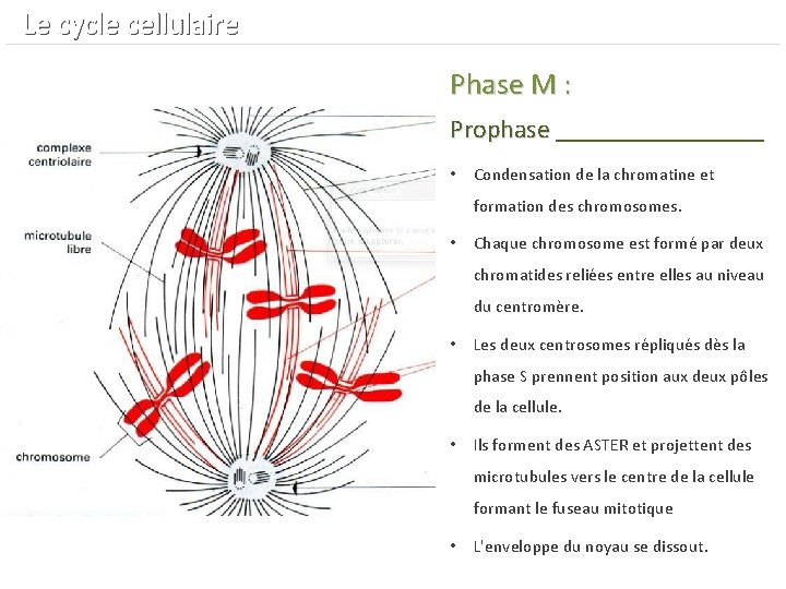  Le cycle cellulaire Phase M : Prophase ________ Prophase • Condensation de la