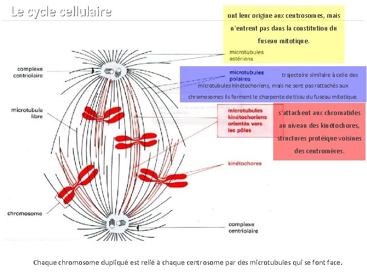  Le cycle cellulaire ont leur origine aux centrosomes, mais n'entrent pas dans la