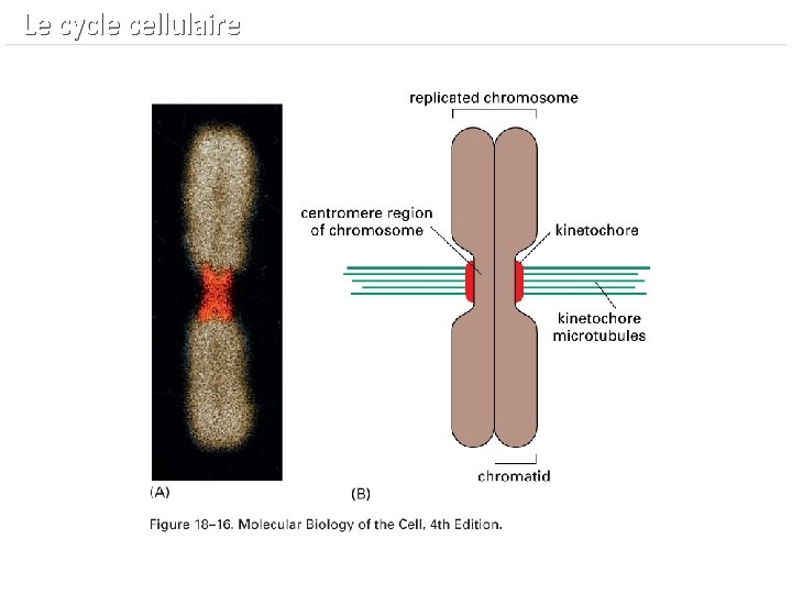  Le cycle cellulaire 
