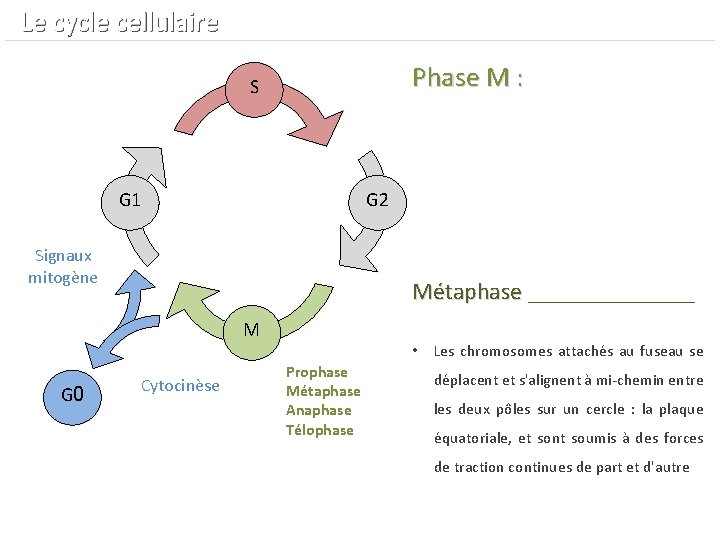  Le cycle cellulaire Phase M : S G 1 G 2 Signaux mitogène